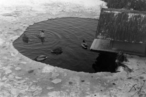 ARH NL Dierssen 1298/0027, Enten im zugefrorenen Teich, Hannover, 1955