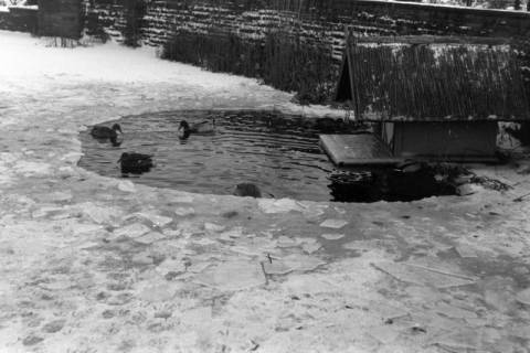 ARH NL Dierssen 1298/0028, Enten im zugefrorenen Teich, Hannover, 1955