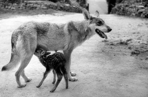 ARH NL Dierssen 1299/0005, Rehkitz und Wolfshund "Senta", Elze, 1953