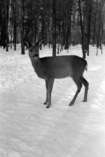ARH NL Dierssen 1301/0028, Tiergarten: Wild im Schnee, Kirchrode, 1955
