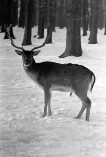 ARH NL Dierssen 1301/0033, Tiergarten: Wild im Schnee, Kirchrode, 1955