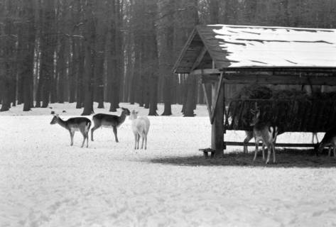 ARH NL Dierssen 1302/0001, Tiergarten: Wild im Schnee, Kirchrode, 1955