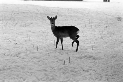 ARH NL Dierssen 1302/0004, Tiergarten: Wild im Schnee, Kirchrode, 1955