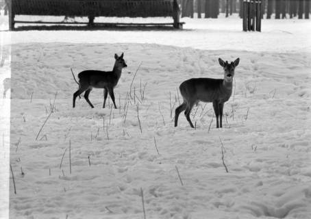 ARH NL Dierssen 1302/0007, Tiergarten: Wild im Schnee, Kirchrode, 1955