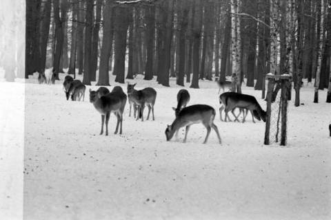 ARH NL Dierssen 1302/0010, Tiergarten: Wild im Schnee, Kirchrode, 1955