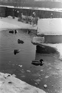 ARH NL Dierssen 1302/0013, Enten im zugefrorenen Teich (Stadthallengarten), Hannover, 1955