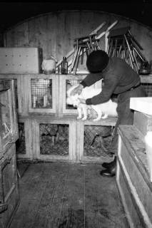 ARH NL Dierssen 1303/0012, "Hungernde Artistenhunde", Hannover, 1955