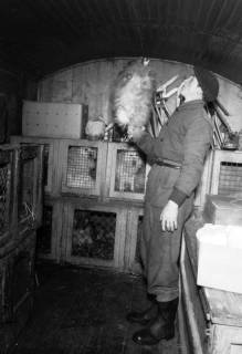 ARH NL Dierssen 1303/0016, "Hungernde Artistenhunde", Hannover, 1955