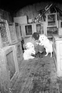 ARH NL Dierssen 1303/0017, "Hungernde Artistenhunde", Hannover, 1955