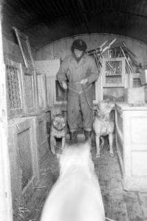 ARH NL Dierssen 1303/0018, "Hungernde Artistenhunde", Hannover, 1955