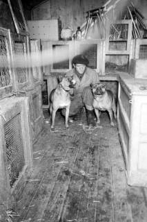 ARH NL Dierssen 1303/0019, "Hungernde Artistenhunde", Hannover, 1955