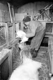 ARH NL Dierssen 1303/0022, "Hungernde Artistenhunde", Hannover, 1955