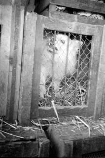 ARH NL Dierssen 1303/0024, "Hungernde Artistenhunde", Hannover, 1955