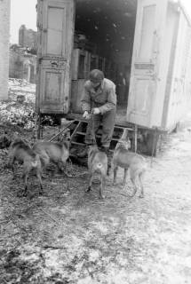 ARH NL Dierssen 1303/0025, "Hungernde Artistenhunde", Hannover, 1955