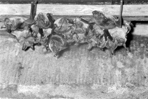 ARH NL Dierssen 1317/0002, Fledermäuse, Hagenburg, 1955