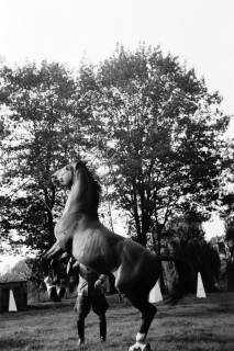 ARH NL Dierssen 1322/0010, Dressur mit Gestütswärter Friedrich Dröscher, Celle, 1955