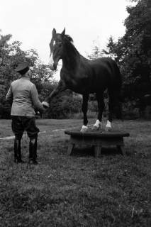 ARH NL Dierssen 1322/0020, Dressur mit Gestütswärter Friedrich Dröscher, Celle, 1955