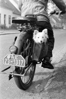 ARH NL Dierssen 1328/0016, Hund in einer Tasche an einem Kraftrad, Bremen, 1955