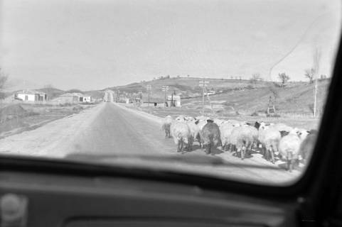 ARH NL Dierssen 1347/0013, Blick aus dem Wagen auf Schafe auf der Straße, Griechenland, 1956