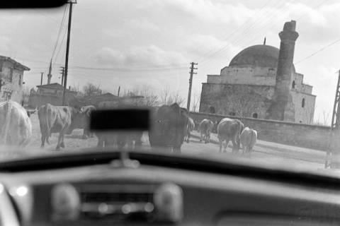 ARH NL Dierssen 1347/0036, Blick aus dem Wagen auf Rinder auf der Straße, Babaeski, 1956