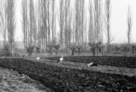 ARH NL Dierssen 1350/0014, Störche auf einem Feld, Phylikaskron?, 1956