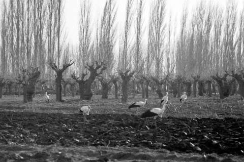 ARH NL Dierssen 1350/0017, Störche auf einem Feld, Phylikaskron?, 1956