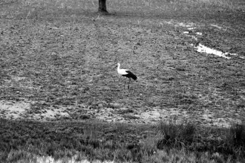 ARH NL Dierssen 1350/0028, Storch, Komotini, 1956