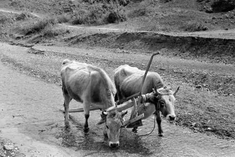 ARH NL Dierssen 1351/0035, Wasserbüffel, Polykastro, 1956
