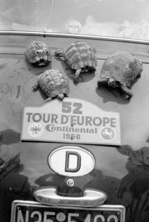 ARH NL Dierssen 1364/0020, Tour d'Europe: Schildkröten als Mitbringsel, Deutschland, 1956