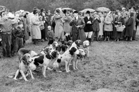 ARH NL Dierssen 1369/0019, Hubertus-Jagd mit Niedersachsen-Meute, Neuhaus im Solling, 1956