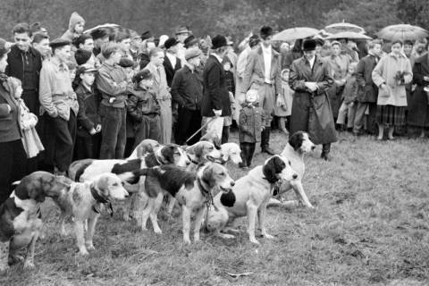 ARH NL Dierssen 1369/0020, Hubertus-Jagd mit Niedersachsen-Meute, Neuhaus im Solling, 1956