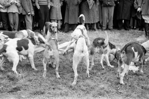 ARH NL Dierssen 1369/0022, Hubertus-Jagd mit Niedersachsen-Meute, Neuhaus im Solling, 1956