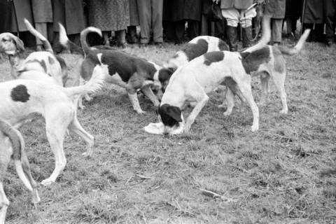 ARH NL Dierssen 1369/0023, Hubertus-Jagd mit Niedersachsen-Meute, Neuhaus im Solling, 1956