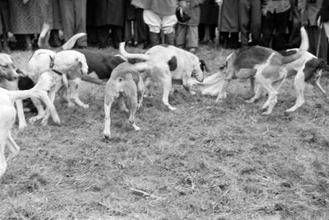 ARH NL Dierssen 1369/0024, Hubertus-Jagd mit Niedersachsen-Meute, Neuhaus im Solling, 1956