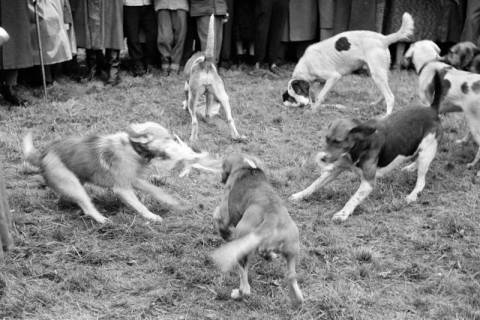 ARH NL Dierssen 1369/0027, Hubertus-Jagd mit Niedersachsen-Meute, Neuhaus im Solling, 1956