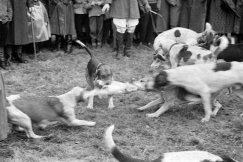 ARH NL Dierssen 1369/0028, Hubertus-Jagd mit Niedersachsen-Meute, Neuhaus im Solling, 1956