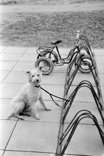 ARH NL Dierssen 1375/0027, Hund und Roller an einem Fahrradständer, Springe, 1956