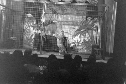 ARH NL Dierssen 1380/0008, Dompteur Kepler mit Leopard, Hannover, 1957