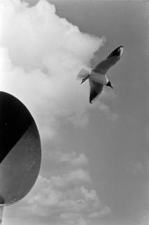 ARH NL Dierssen 1385/0024, Möwen, Kopenhagen, 1957