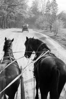 ARH NL Dierssen 1390/0020, Kutschfahrt Landespresse-Konferenz, Wilsede, 1957