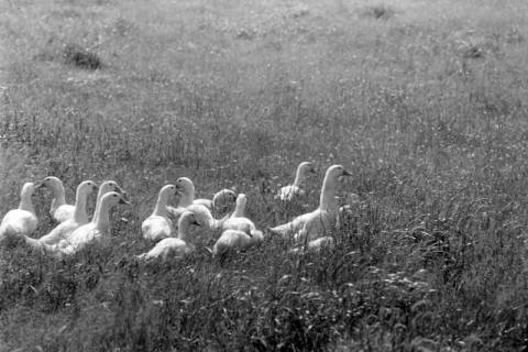 ARH NL Dierssen 1393/0025, Gänse im Gras, Stotel, 1957