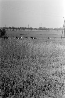 ARH NL Dierssen 1394/0002, Kühe auf der Weide, Stotel, 1957