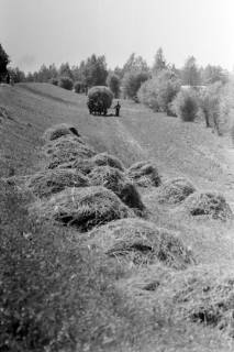 ARH NL Dierssen 1394/0010, Heuernte vor dem Deich, Rechtenfleth, 1957