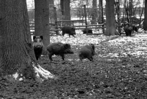 ARH NL Dierssen 1399/0026, Wildschweine, Altenhagen, 1958