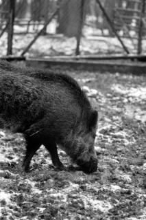 ARH NL Dierssen 1400/0003, Wildschweine, Altenhagen, 1958