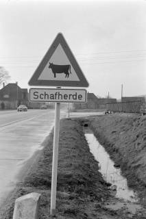 ARH NL Dierssen 1485/0011, Verkehrsschild "Schafherde", bei Bielefeld, 1965