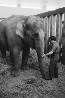 ARH NL Dierssen 1489/0002, Elefantengeburt im Zoo Hannover, 1965