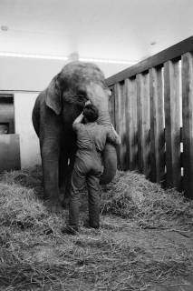 ARH NL Dierssen 1489/0005, Elefantengeburt im Zoo Hannover, 1965