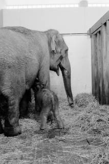 ARH NL Dierssen 1491/0004, Elefanten-Jungtier im Zoo Hannover, 1965