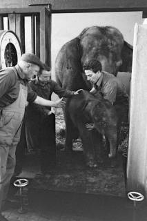 ARH NL Dierssen 1491/0005, Elefanten-Jungtier im Zoo Hannover, 1965